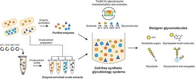 Cell-Free Synthetic Glycobiology: Designing and Engineering Glycomolecules Outside of Living Cells